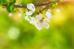 Beautiful apple tree blooming photo