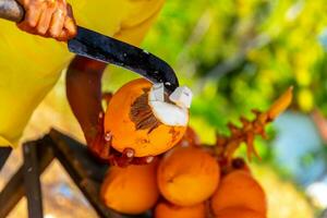 Man breaks young coconut photo