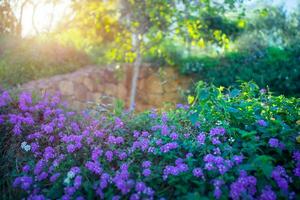 Beautiful blooming orchard photo