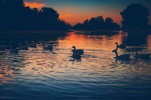 hermosos cisnes en el lago foto