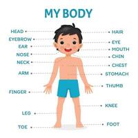 Cute little boy illustration poster of human body parts with diagram text label chart for kids learning educational purpose vector