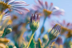 Beautiful Daisy Flower Field photo