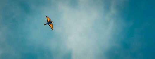 Bee eater in the sky photo