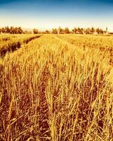 Golden wheat field photo