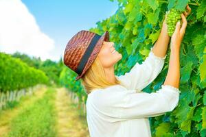 Woman pluck grape photo