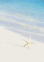 Cute little white sea star photo