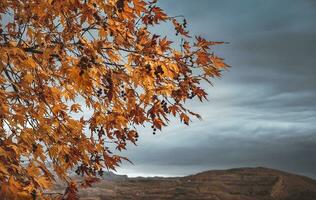 Beautiful Nature in Autumn photo