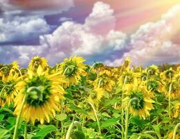 hermosa girasoles campo en puesta de sol foto