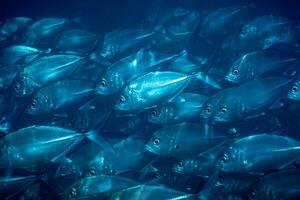 rebaño de pescado debajo agua foto