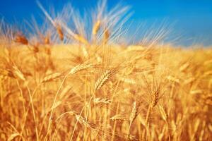 Wheat field landscape photo