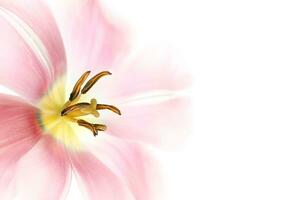 Beautiful pink flower over white photo