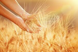 Enjoying golden wheat field photo