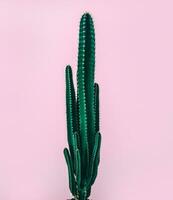 Cactus over pink background photo