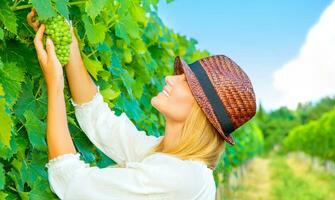 Woman pluck grape photo