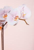 Beautiful gentle pink orchid flowers branch photo