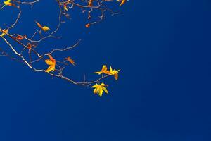 Maple twigs on blue sky background photo