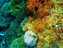 Underwater coral background photo