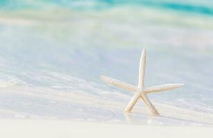 pequeño estrella de mar en el playa foto