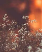 Little gentle white flowers photo