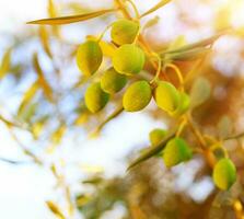 Olive tree branch photo