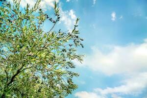 Olive tree over blue sky photo