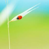 Tiny ladybird on wheat stem photo