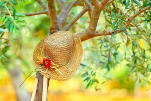 Womens hat on the tree photo