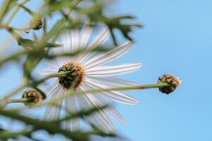 Daisy flowers over blue sky background photo