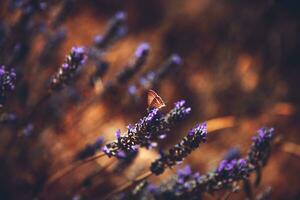 hermosas flores de lavanda foto