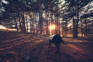 Walking a dog in autumn forest photo