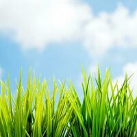 Spring background with grass and sky photo