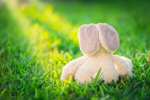 Easter bunny in the grass photo