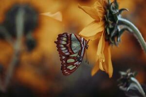 hermosa mariposa sentado en girasol foto