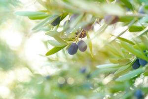 negro aceitunas jardín foto