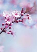 Springtime blooming tree background photo