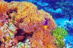 Clown fish in coral garden photo