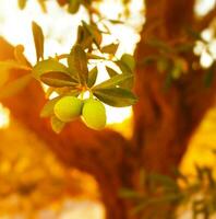 Olive tree branch photo