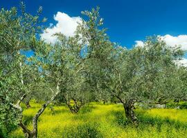 Beautiful olives garden photo