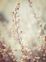 Abstract floral background photo