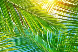 Fresh palm leaves background photo