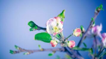 Gentle apple tree flowers photo