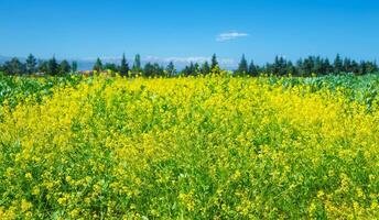 Rapeseed field of fresh flowers photo