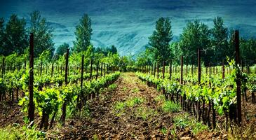 Fresh green vineyard photo
