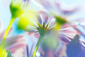 Spring flowers background photo