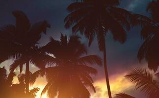 Palm trees background photo