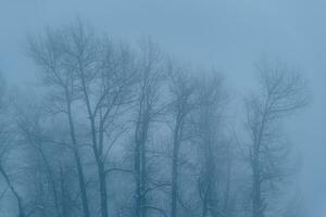 sin hojas arboles en el niebla foto