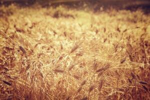 Beautiful wheat field background photo