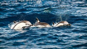 Tres hermosa delfines foto