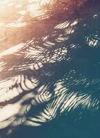 Vintage palm tropical background photo