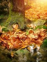 Beautiful autumn forest photo